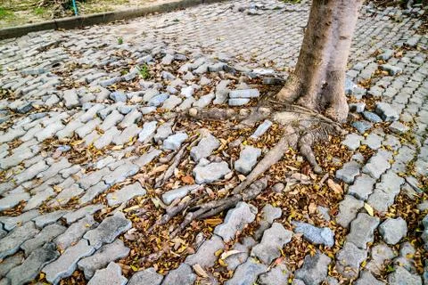 Root of tree growing and damage brick block walkway Stockfoto's