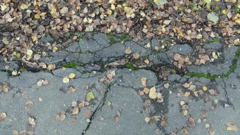 Root of the tree grows and makes its way through the asphalt in the autumn se Stock Photos