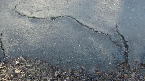 Root of the tree grows and makes its way through the asphalt Foto stock