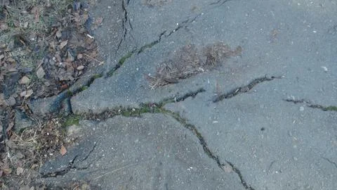 Root of the tree grows and makes its way through the asphalt Foto stock