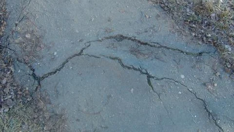 Root of the tree grows and makes its way through the asphalt Stock Photos