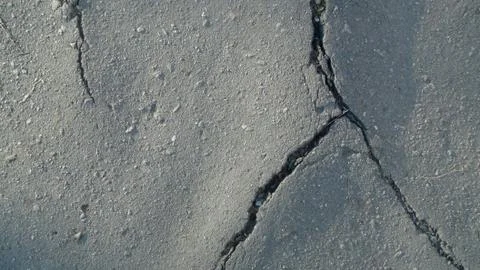 Root of the tree grows and makes its way through the asphalt Stock-Fotos