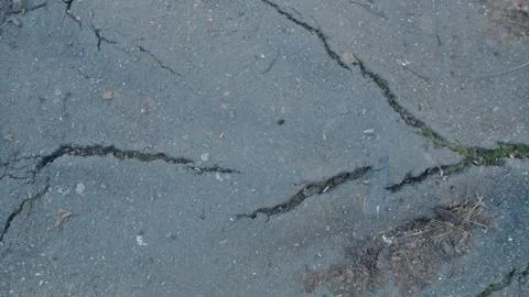 Root of the tree grows and makes its way through the asphalt Stock-Fotos