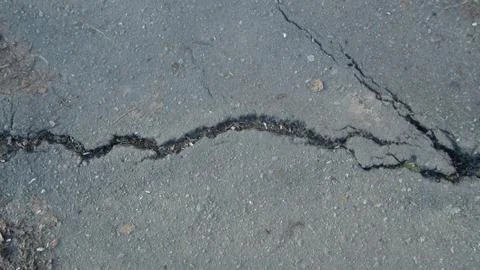 Root of the tree grows and makes its way through the asphalt Stock Photos