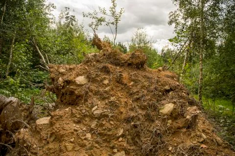 The root of a tree that has been uprooted Stock Photos