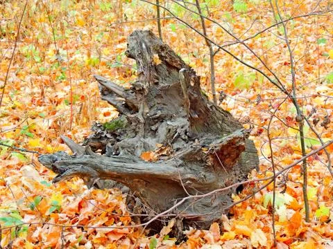 The root of a tree that looks like a Goblin Foto stock