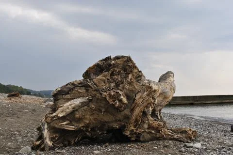 The root of the tree lying on the black sea. Stock Photos