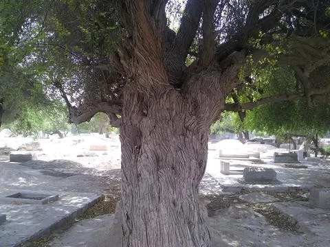 Root of tree, Muslim Graveyard Tree, Close Up tree stock footage Stock Photos