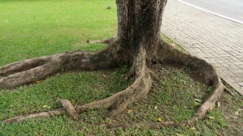 Root of tree Stock Photos