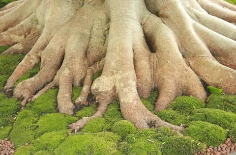 Root of tree Stock Photos