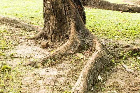 Root tree Stock Photos