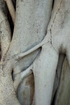 The root of the tree. Stock Photos