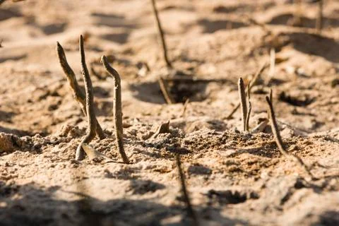 Root of a tree Fotos de archivo