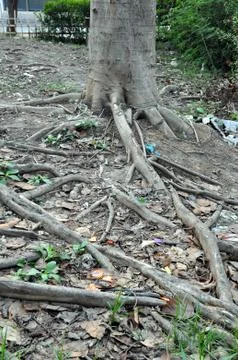 Root tree Stock Photos