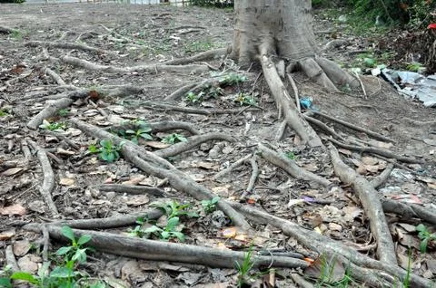 Root tree Stock Photos