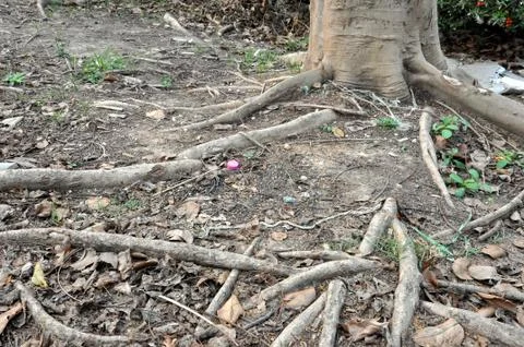 Root tree Stock Photos