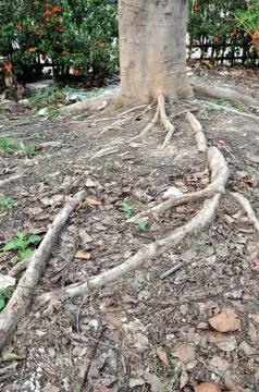 Root tree Stock Photos