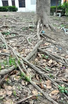 Root tree Stock Photos