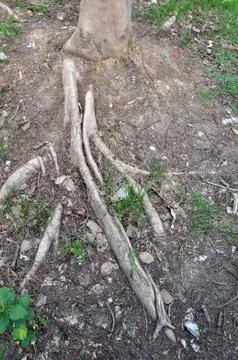 Root tree Stock Photos