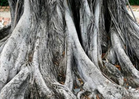 Root tree Stock Photos