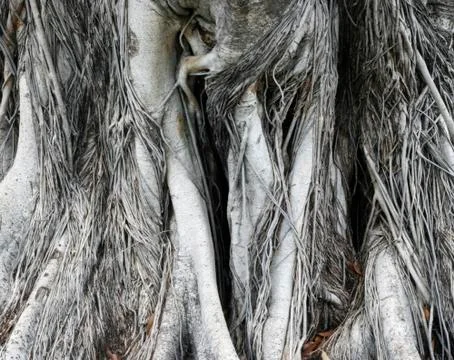 Root tree Stock Photos