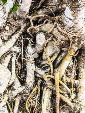 The root of tree Foto stock