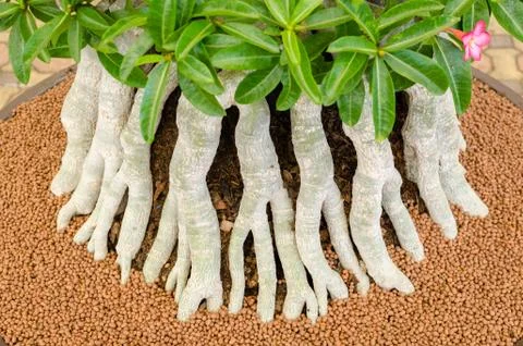 Root of the tree. Stock Photos