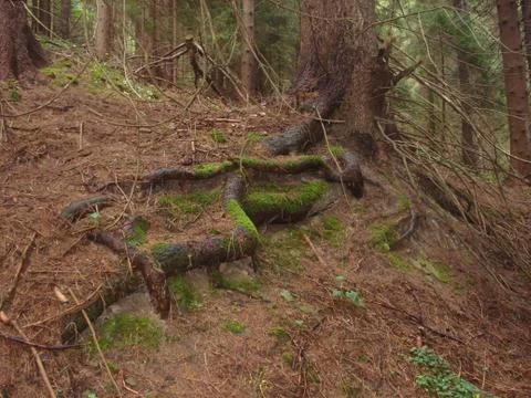 Root of the tree Foto stock
