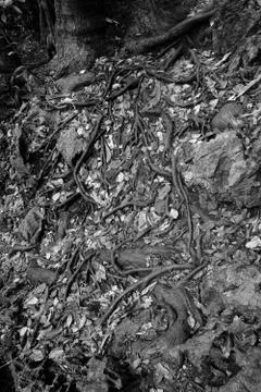 Root of the tree Stock Photos