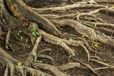 Root of tree Stock Photos