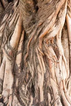 Root of tree Stock Photos