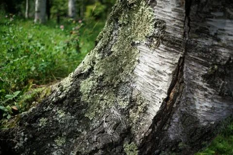 Root of a tree Stock Photos