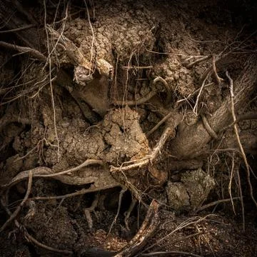 Root of tree Stock Photos