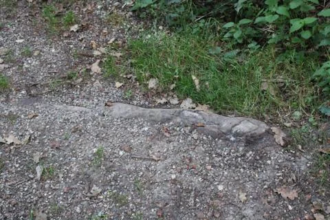 Root of a tree Stock Photos