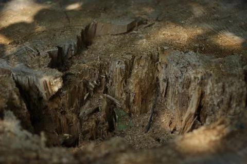 Root of a tree Stock Photos