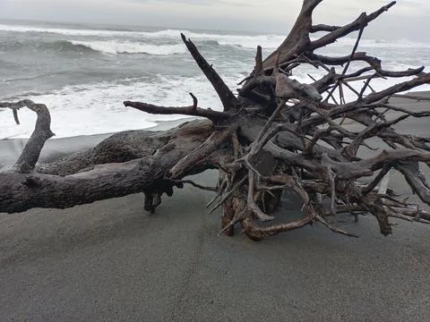 Root of the tree 스톡 사진