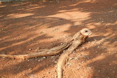 Root of the tree Stock Photos