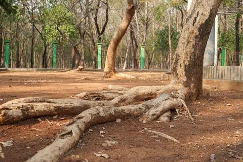 Root of the tree Stock Photos