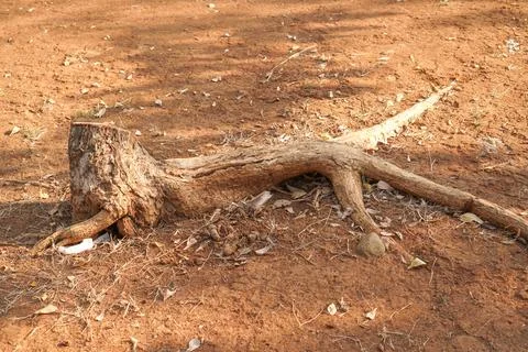 Root of the tree Stock Photos