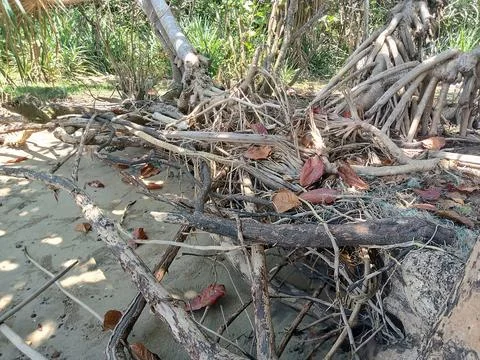 Root of the tree Stock Photos