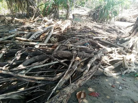 Root of the tree Stock Photos