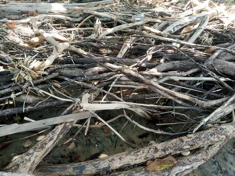 Root of the tree Stock Photos