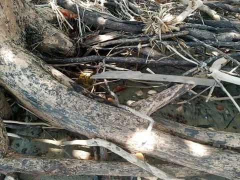 Root of the tree Stock Photos