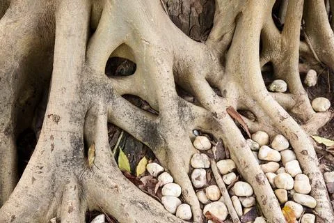 Root of the tree. Stock Photos