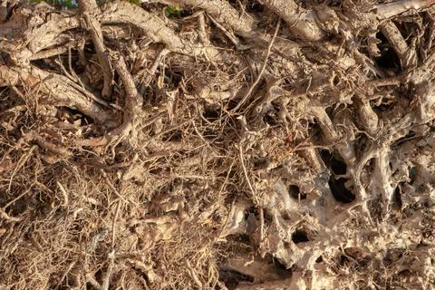 Root of the tree. The roots of the tree were for a long time. Foto stock