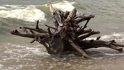 The root of a tree on the shore against the background of sea waves 스톡 동영상 281194641