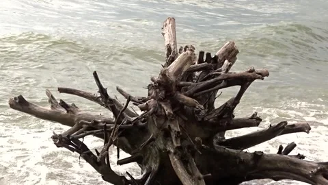 The root of a tree on the shore against the background of sea waves Stock Footage 281195077