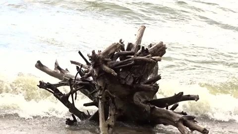 The root of a tree on the shore against the background of sea waves Stock Footage 281195081