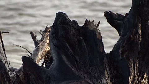 The root of a tree on the shore against the background of sea waves Stock Footage 281231065