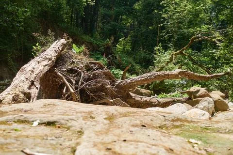 The root of the tree stuck to the stone bank of the river. Stock Photos